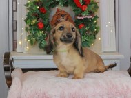 Kaninchen_Dachshund-9082