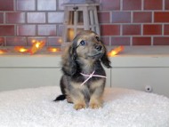 Kaninchen_Dachshund-9087
