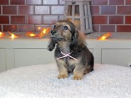 Kaninchen_Dachshund-9099