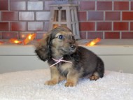 Kaninchen_Dachshund-9103