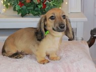 Kaninchen_Dachshund-9122