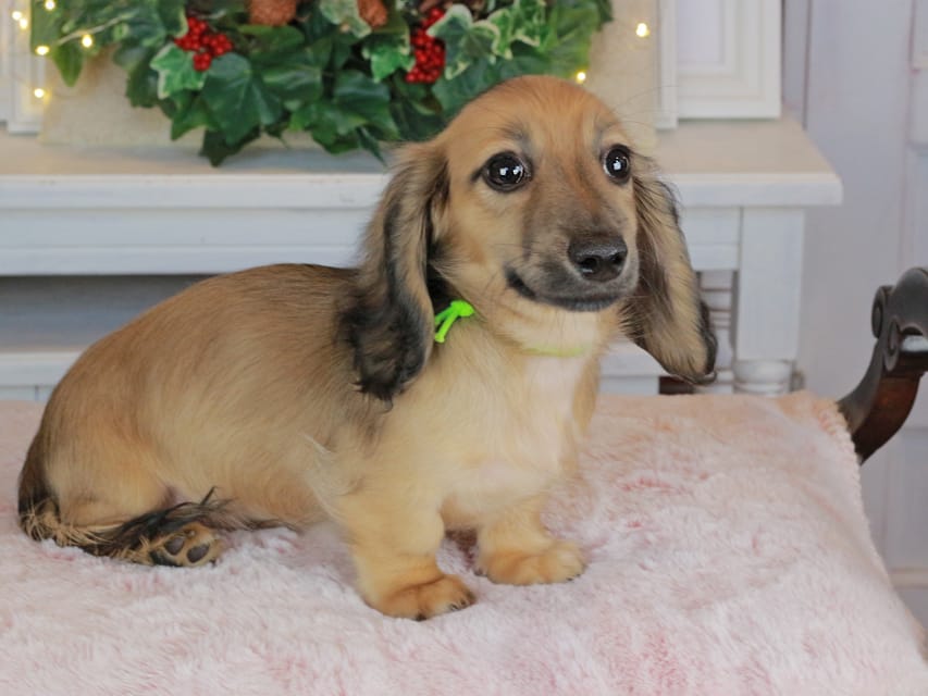 カニンヘンダックスフンド ローリー&ボノの子犬 シェーデットイエロー（シェーデットクリーム） 男の子（1）