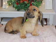 Kaninchen_Dachshund-9128