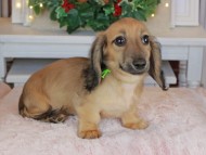 Kaninchen_Dachshund-9129 Kaninchen_Dachshund-9129