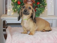 Kaninchen_Dachshund-9130