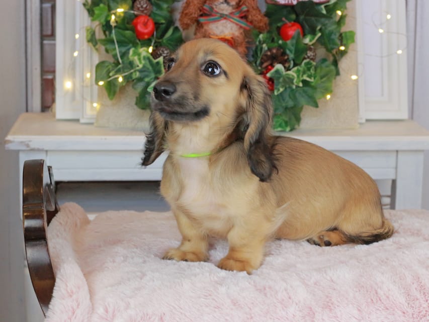 カニンヘンダックスフンド ローリー&ボノの子犬 シェーデットイエロー（シェーデットクリーム） 男の子（1）