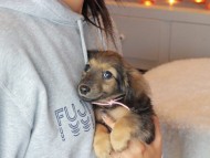 Kaninchen_Dachshund-9137
