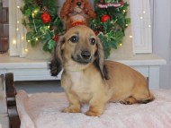 Kaninchen_Dachshund-9145
