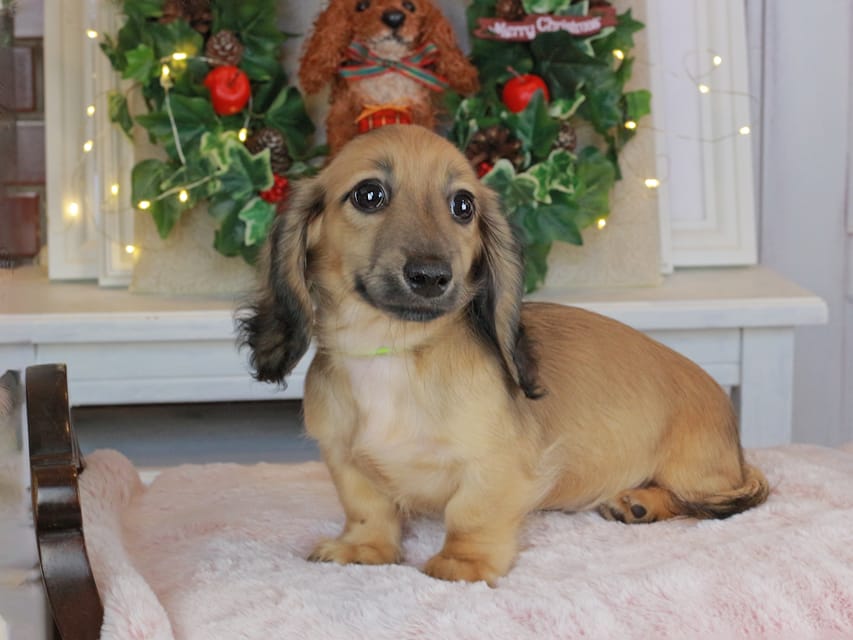 カニンヘンダックスフンド ローリー&ボノの子犬 シェーデットイエロー（シェーデットクリーム） 男の子（1）