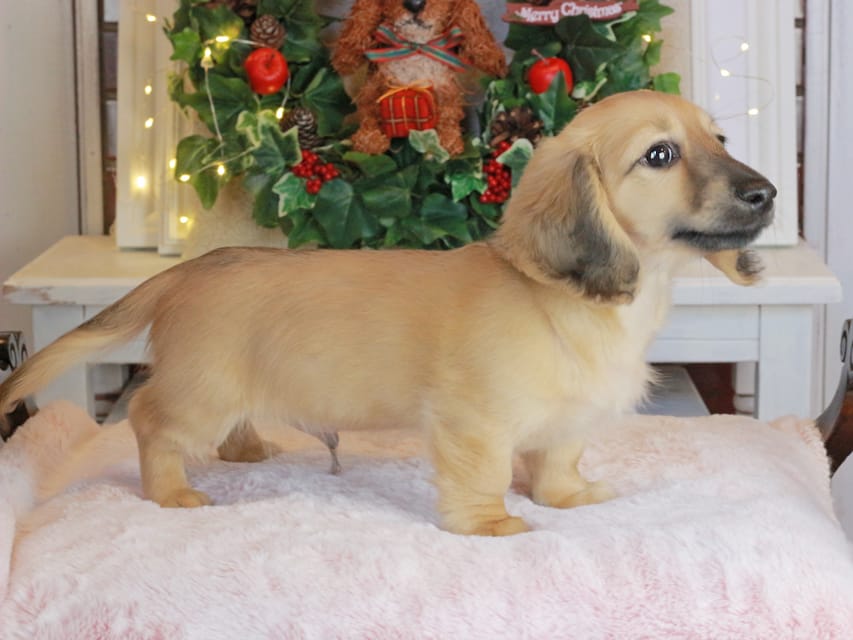 カニンヘンダックスフンド カメオ&ボノの子犬 イエロー（クリーム） 男の子