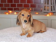 Kaninchen_Dachshund-9160
