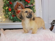 Kaninchen_Dachshund-9168 Kaninchen_Dachshund-9168