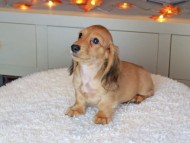 Kaninchen_Dachshund-9172