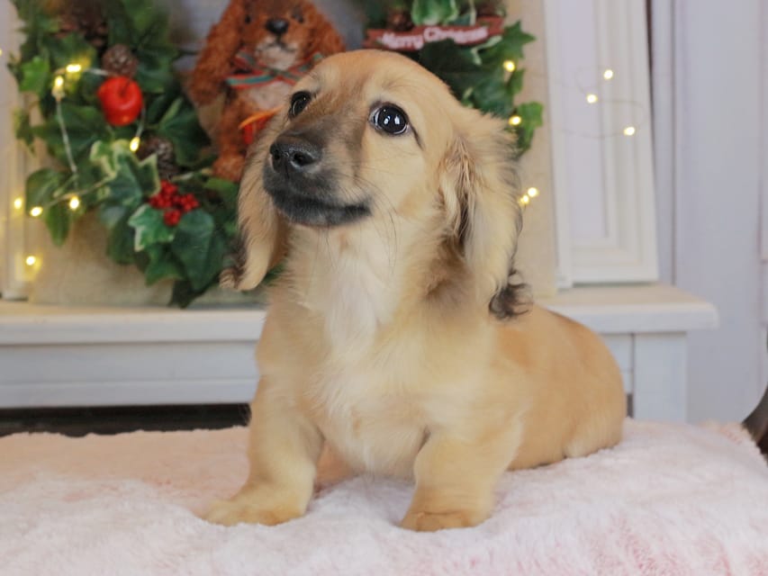 カニンヘンダックスフンド カメオ&ボノの子犬 イエロー（クリーム） 男の子