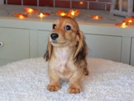 Kaninchen_Dachshund-9177