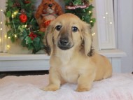 Kaninchen_Dachshund-9180