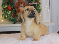 Kaninchen_Dachshund-9182