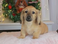 Kaninchen_Dachshund-9185