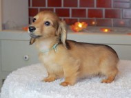 Kaninchen_Dachshund-9186 Kaninchen_Dachshund-9186