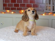 Kaninchen_Dachshund-9201 Kaninchen_Dachshund-9201