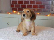 Kaninchen_Dachshund-9206