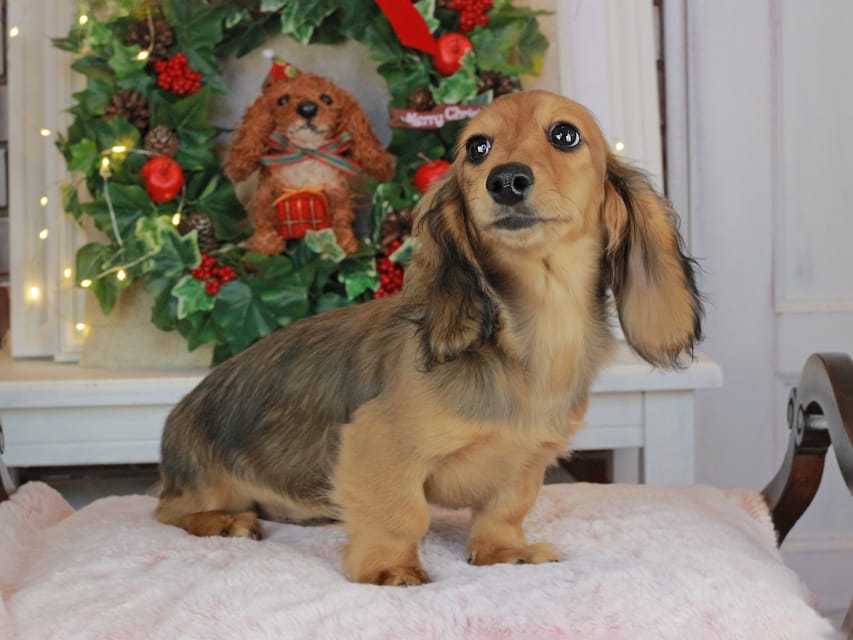 カニンヘンダックスフンド みたらし&スパーキの子犬 レッド 男の子