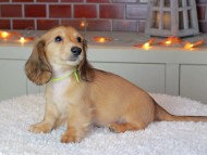 Kaninchen_Dachshund-9224