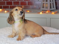 Kaninchen_Dachshund-9225