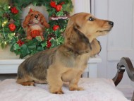 Kaninchen_Dachshund-9225