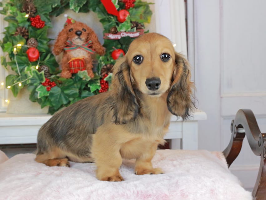 カニンヘンダックスフンド みたらし&スパーキの子犬 レッド 男の子