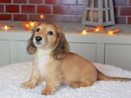Kaninchen_Dachshund-9227