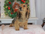 Kaninchen_Dachshund-9228 Kaninchen_Dachshund-9228