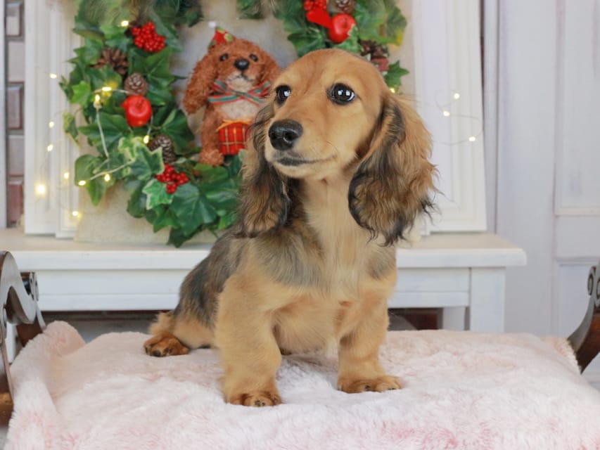 カニンヘンダックスフンド みたらし&スパーキの子犬 レッド 男の子