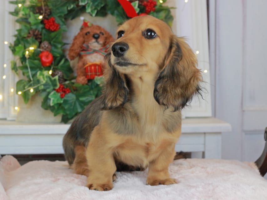 カニンヘンダックスフンド みたらし&スパーキの子犬 レッド 男の子