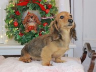 Kaninchen_Dachshund-9245