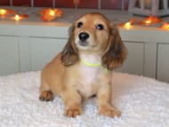 Kaninchen_Dachshund-9247