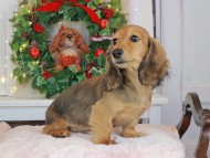 Kaninchen_Dachshund-9248