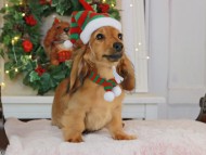 Kaninchen_Dachshund-9262