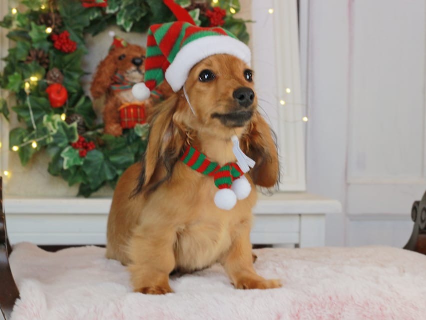 カニンヘンダックスフンド こなゆき&ジルベールの子犬 レッド 男の子（2）