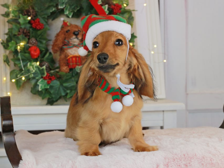 カニンヘンダックスフンド こなゆき&ジルベールの子犬 レッド 男の子（2）