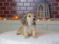 Kaninchen_Dachshund-9268