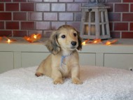 Kaninchen_Dachshund-9269