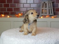 Kaninchen_Dachshund-9270