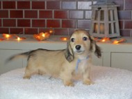 Kaninchen_Dachshund-9272