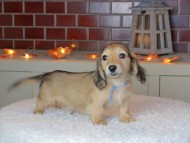 Kaninchen_Dachshund-9272