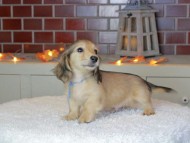 Kaninchen_Dachshund-9275