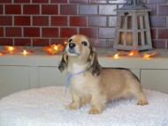 Kaninchen_Dachshund-9276