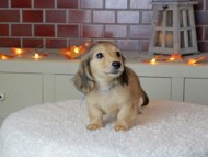 Kaninchen_Dachshund-9286 Kaninchen_Dachshund-9286