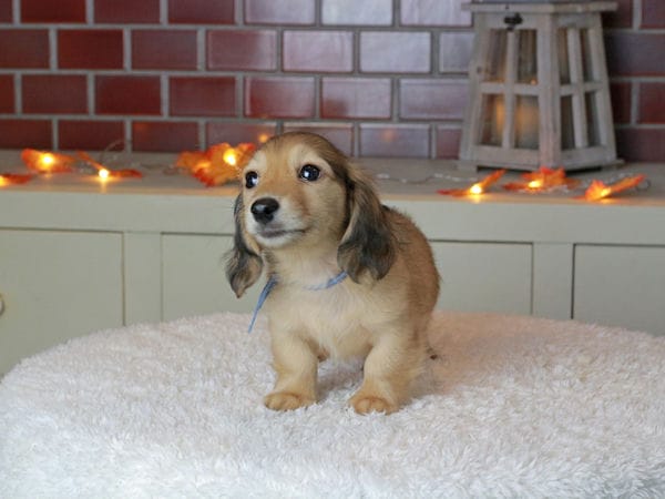 Kaninchen_Dachshund-9287 Kaninchen_Dachshund-9287