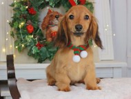 Kaninchen_Dachshund-9289